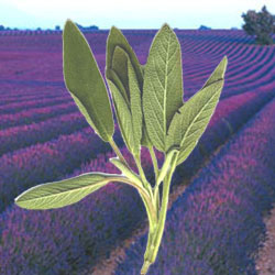 lavender-sage-reed-diffuser-oil.jpg
