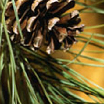 northwoods-pine-reed-diffuser-oil.jpg