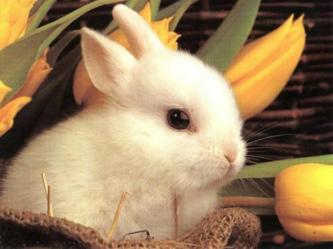 Easter-Bunny.jpg
