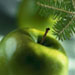 fresh evergreen apple reed diffuser oil