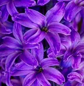 hyacinth-reed-diffuser-oil.jpg