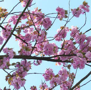 japanese-cherry-blossom-reed-diffuser-oil.jpg